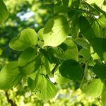 Lindetræets helende egenskaber: Hvordan det kan forbedre dit velvære